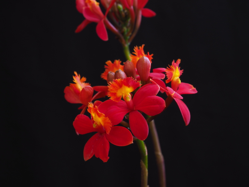 Epidendrum 'Rose Valley &rsquo;Cardinal&rsquo;'