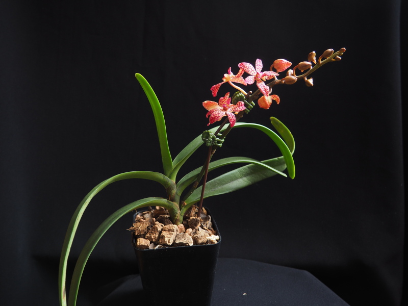 Orchid&eacute;e, Renanthera Delia x Rhynchostylis gigantea 'Petoniana ?'