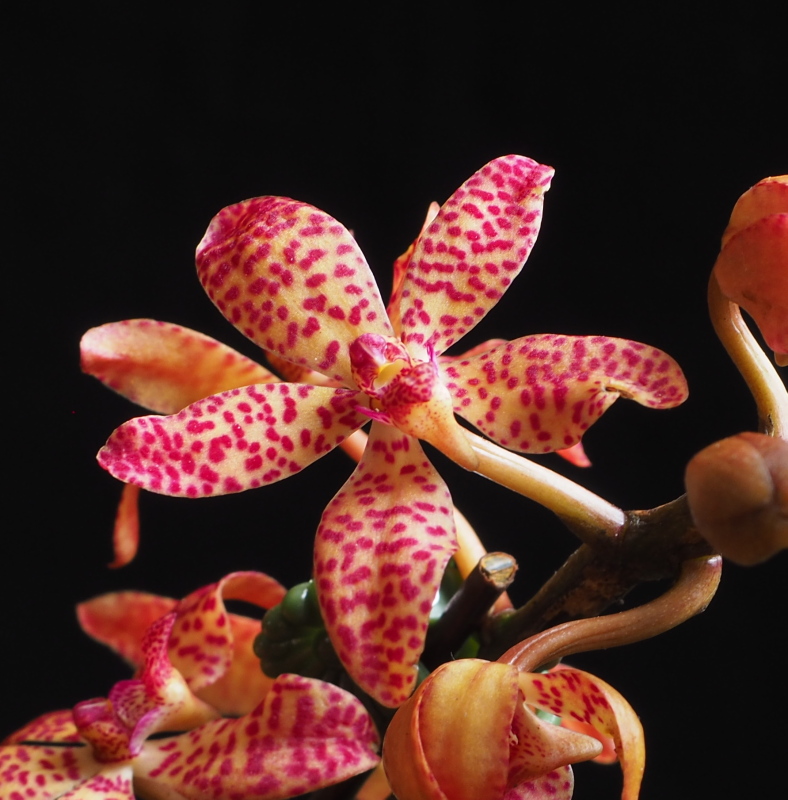 Orchid&eacute;e, Renanthera Delia x Rhynchostylis gigantea 'Petoniana ?'