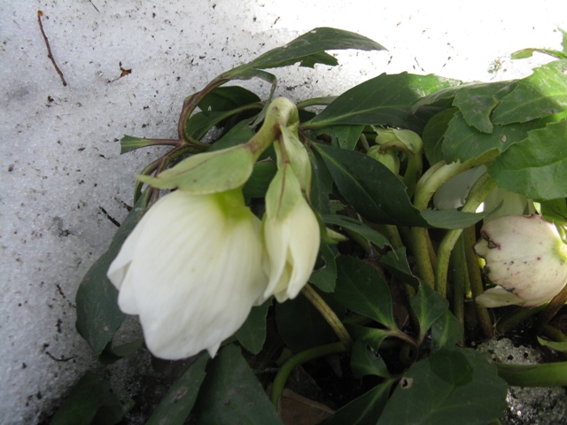 Hell&eacute;bore, Helleborus ×nigersmithii 'Ivory Princess'