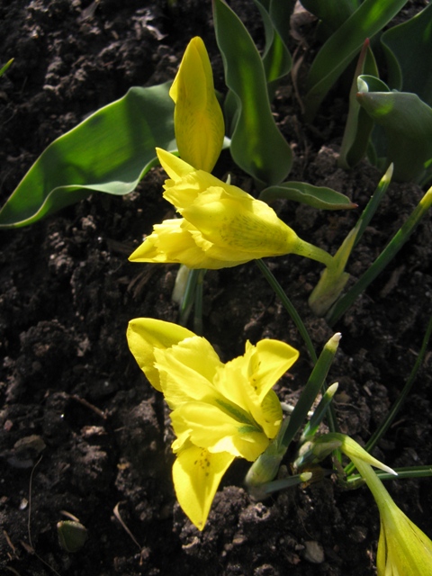 Iris danfordiae 