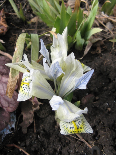 Iris histrioides 'Katharine Hodgkin'