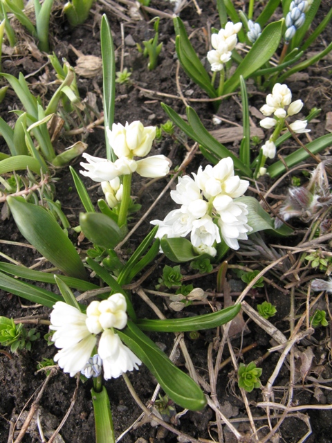 Puschkinia &agrave; fleurs de scilles, Puschkinia scilloides 'Libanotica Alba'