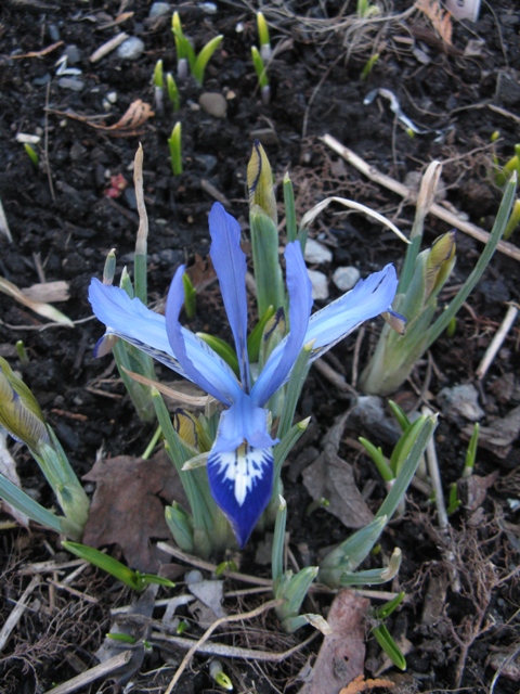 Iris reticulata Clairette