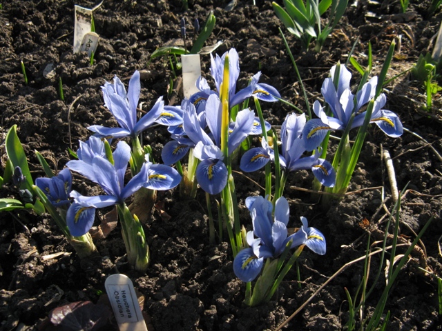 Iris reticulata Alida