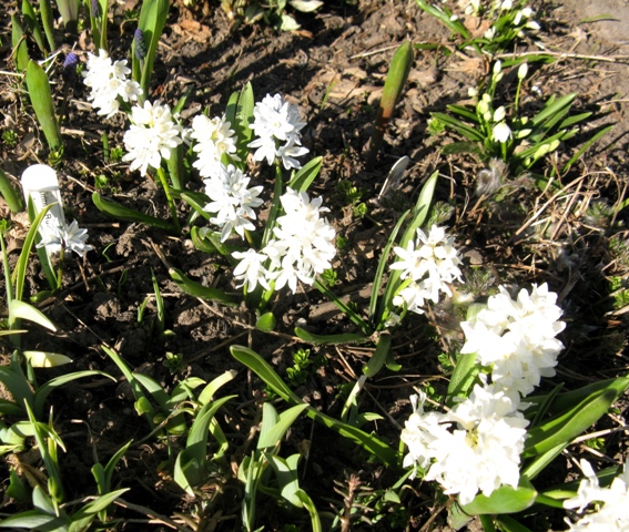 Puschkinia &agrave; fleurs de scilles, Puschkinia scilloides 'blanc'