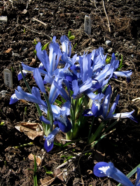 Iris reticulata 'Clairette'