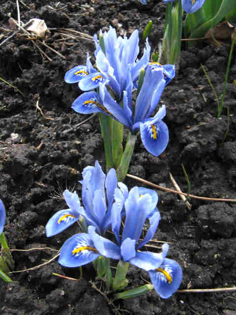 Iris reticulata Alida