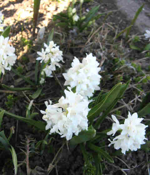 Puschkinia &agrave; fleurs de scilles, Puschkinia scilloides 'Libanotica Alba'