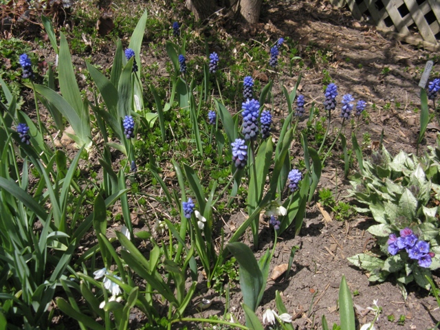Muscari latifolium 