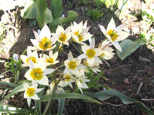 Tulipe, tulipes Tulipa turkestanica 