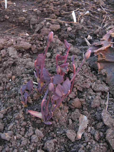 Jeffersonia diphylla 