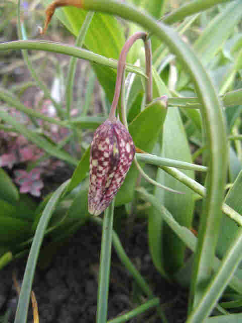 Fritillaire Fritillaire pintade, Œoeuf de pintade, Gogane, Pintadine, Perrot Fritillaria meleagris 