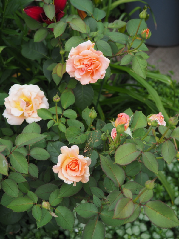 Rosier, &eacute;glantier, Rosa 'Special Occasion'
