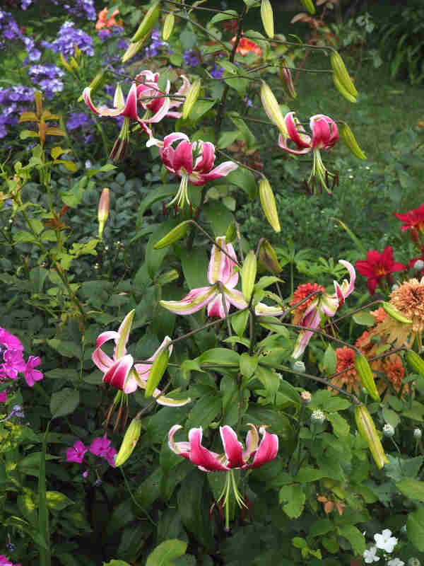 Lys Oriental x Trumpet Lilium ×orienpet Black Beauty