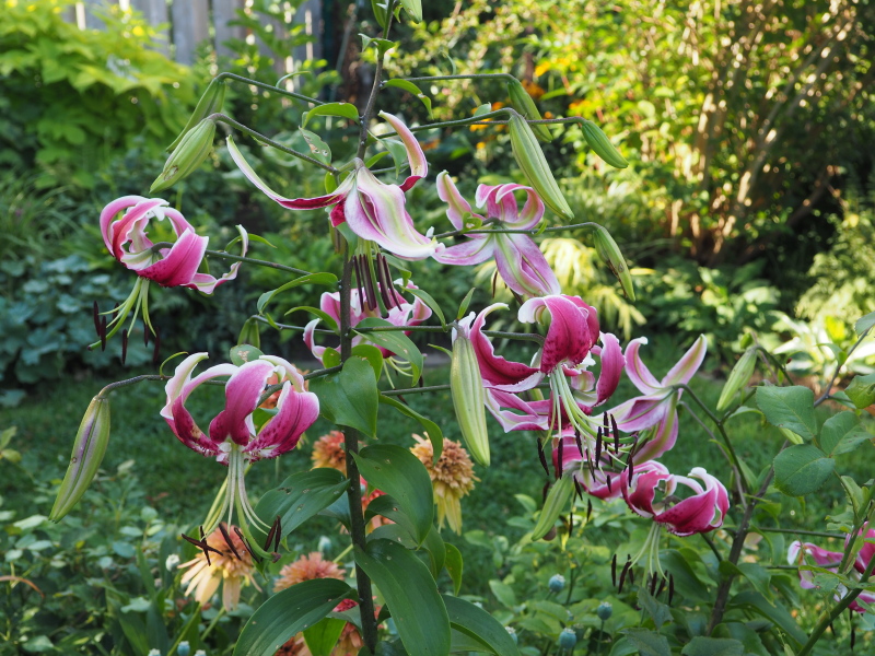 Lys, Oriental x Trumpet, Lilium ×orienpet 'Black Beauty'