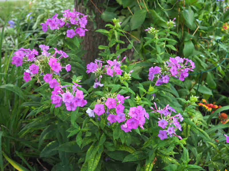 Phlox paniculé, phlox des jardins Phlox paniculata Purple Flame