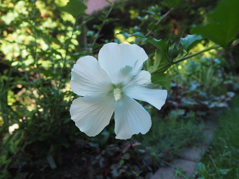 Hibiscus syriacus 'blanc'