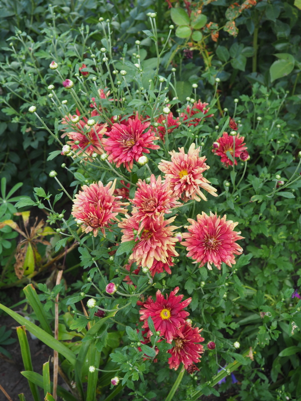 Chrysanthème Chrysanthemum ×rubellum Duchess of Edinburgh