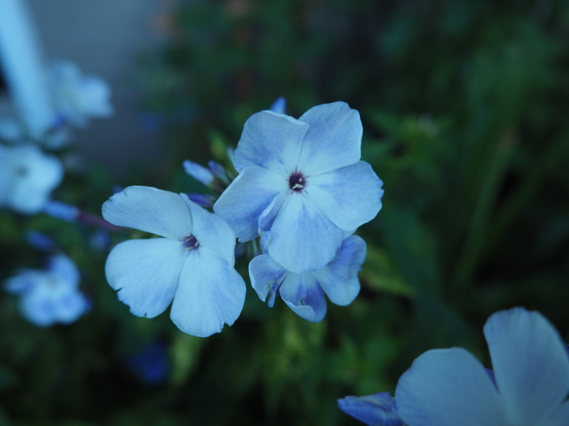 Phlox panicul&eacute;, phlox des jardins, Phlox paniculata 'Blue Flame'