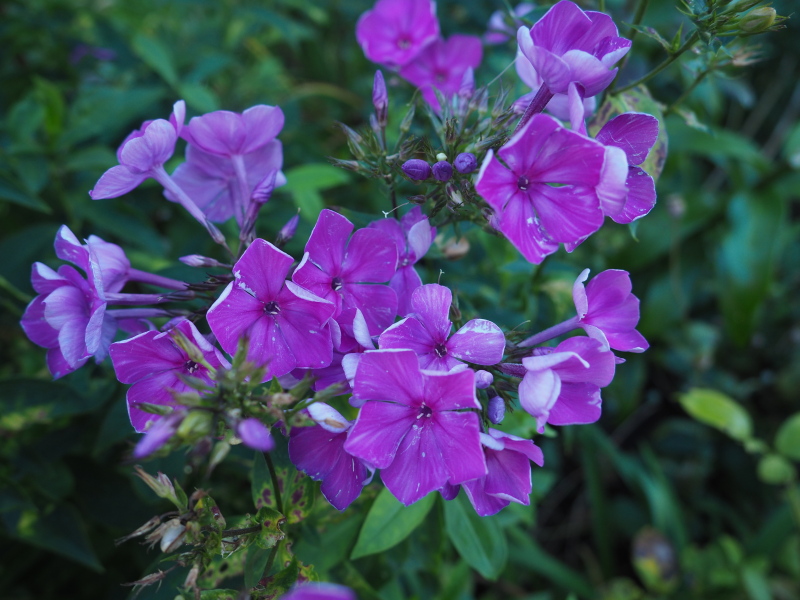 Phlox panicul&eacute;, phlox des jardins, Phlox paniculata 'Purple Rain'