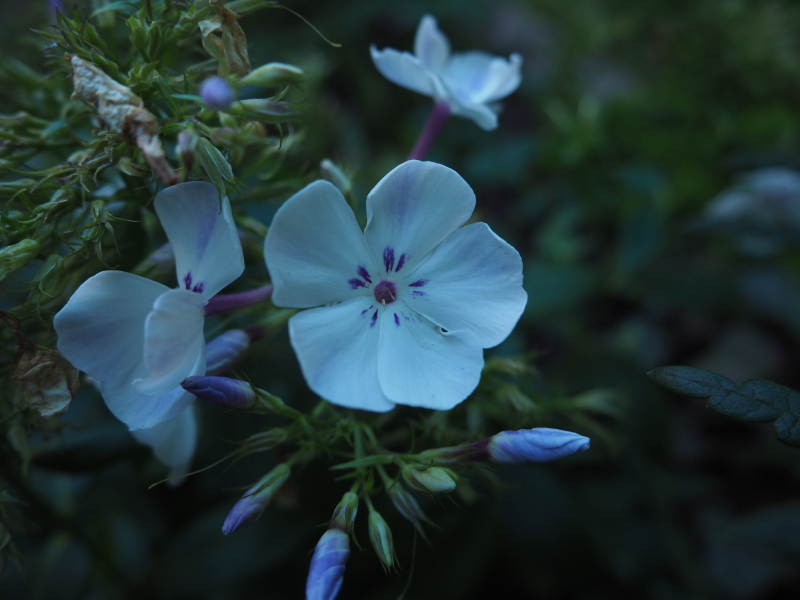 Phlox panicul&eacute;, phlox des jardins, Phlox paniculata 'Light Blue Flame'