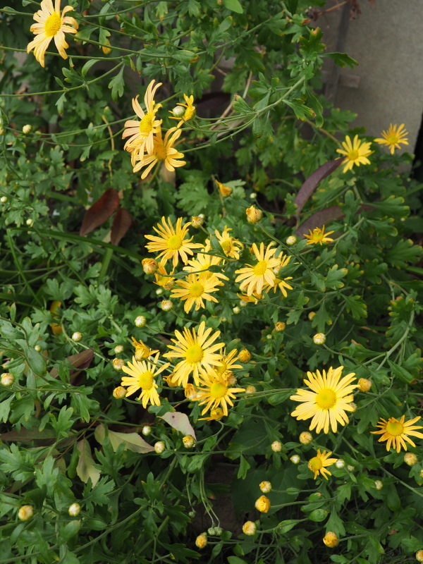 Chrysanthème Chrysanthemum ×rubellum Mary Stoker