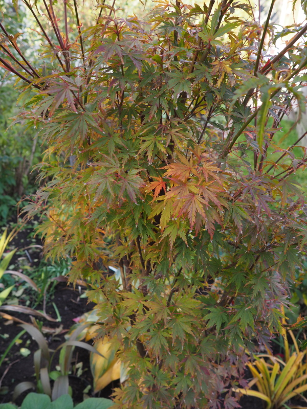 Érable Érable palmé, Érable japonais Acer palmatum Wou Nishiki
