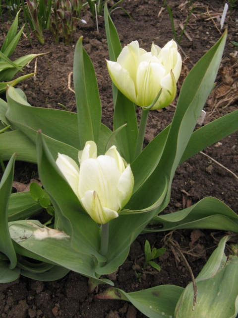 Tulipe, tulipes, Tulipa fosteriana 'Exotic Purissima'