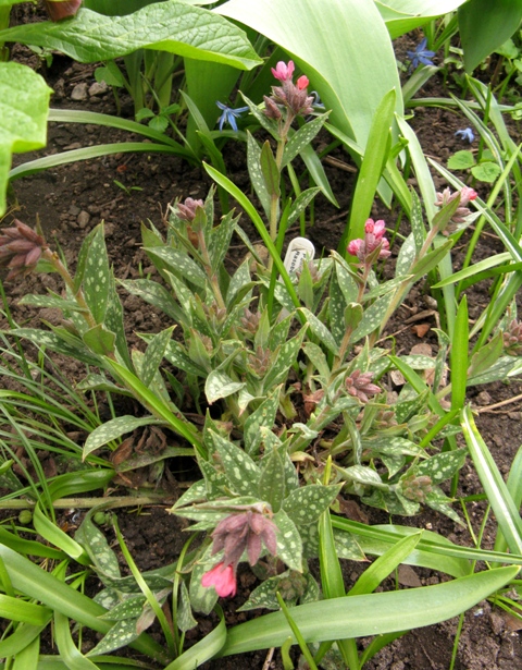 Pulmonaire Pulmonaire à longues feuilles Pulmonaria longifolia Raspberry Splash