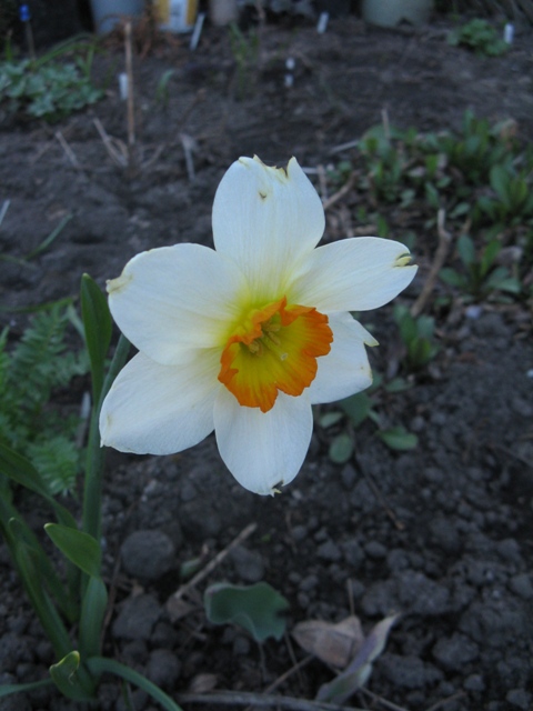 Narcisse, Narcissus 'Flower Record'