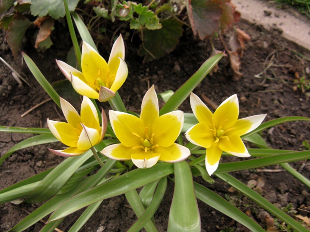 Tulipe, tulipes, Dasystemon, Tulipa tarda 