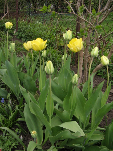Tulipe, tulipes, Tulipa darwin 'Akebono'