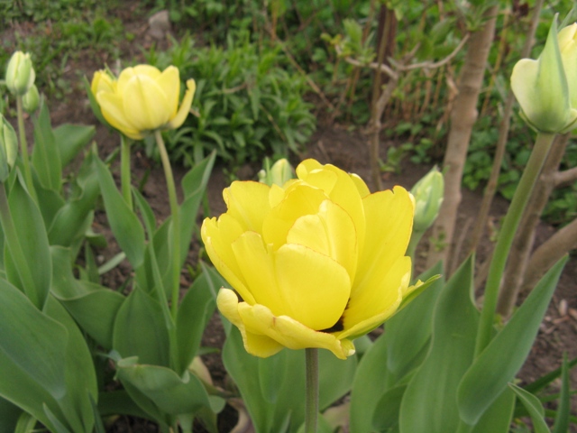 Tulipe, tulipes Tulipa ×darwin Akebono