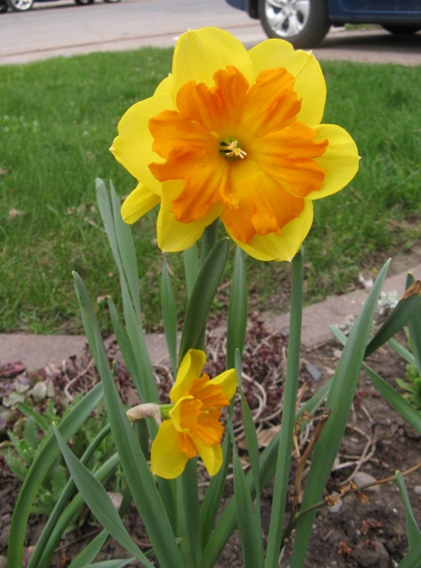 Narcisse, Narcissus 'Centannees'