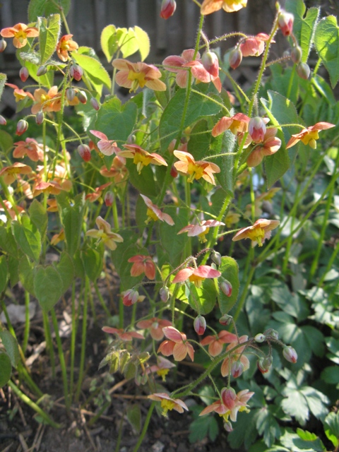 Epimède, fleur des elfes, Épimédium Epimedium ×warleyense Orange Königin