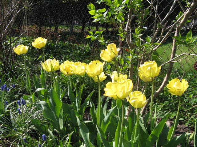 Tulipe, tulipes, Tulipa ×darwin 'Akebono'