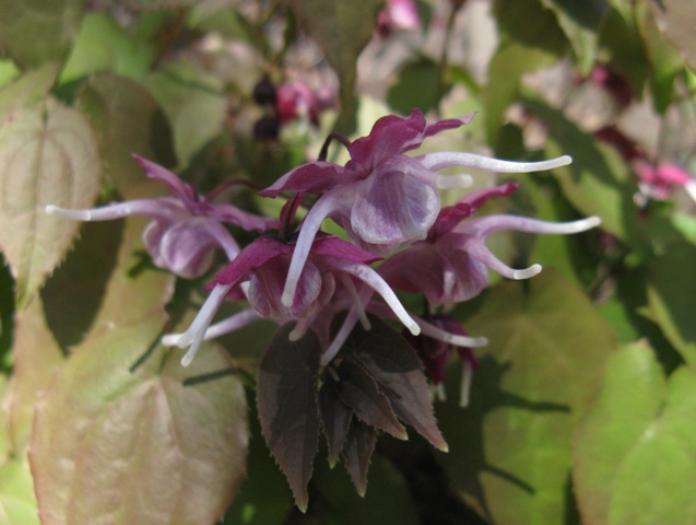 Epimède, fleur des elfes, Épimédium Fleur des elfes à grandes fleurs Epimedium grandiflorum Purple Pixie