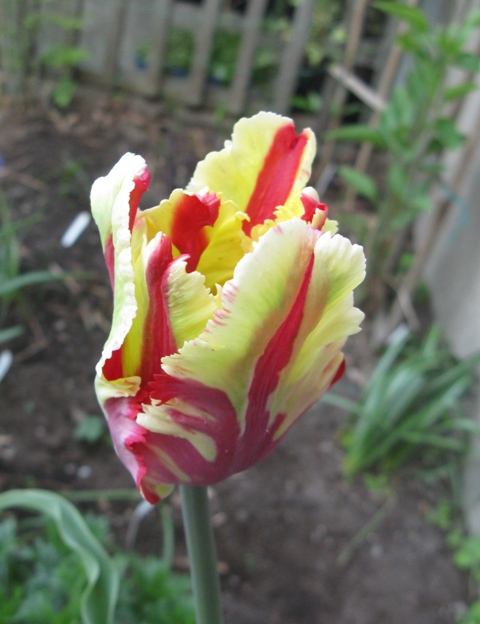 Tulipe, tulipes Tulipa Flaming Parrot