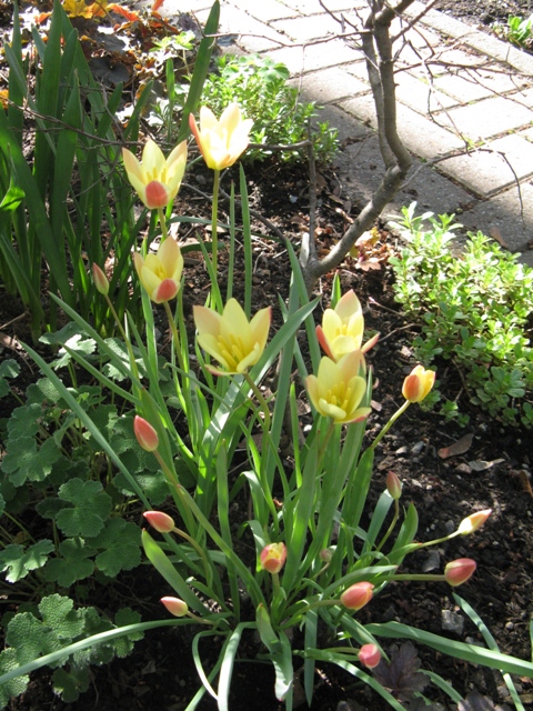 Tulipe, tulipes, Tulipe de l&rsquo;&#201;cluse, Tulipe de Perse, Tulipe&#8211;radis, Tulipa clusiana 'Tinka'