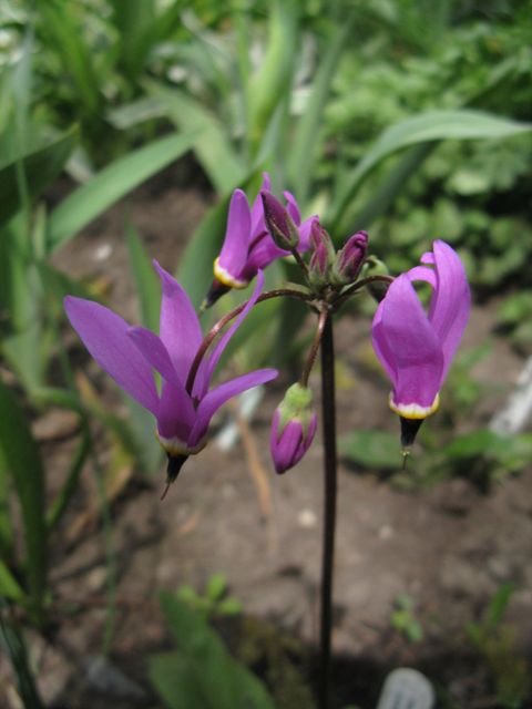 Dodécathéon Giroselle de Virginie, Primula meadia Dodecatheon meadia Lilac