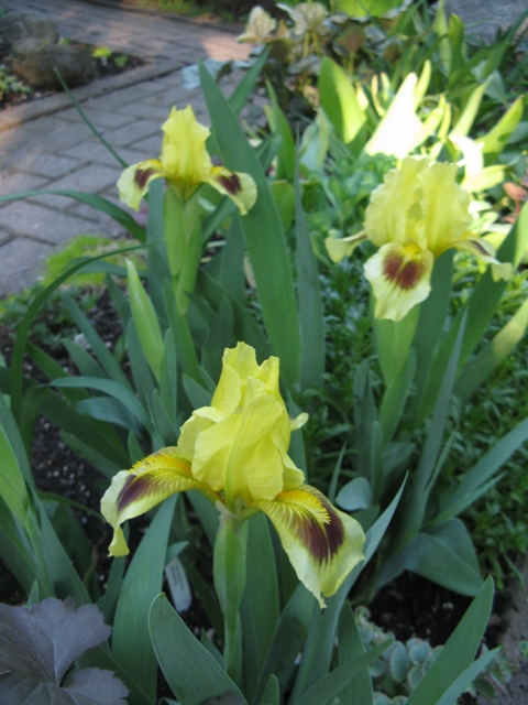 Iris nain, Iris pumila 'Brassie'