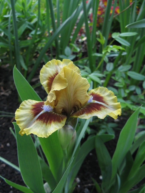 Iris d'Allemagne, Iris barbu Iris germanica Eye of Newt