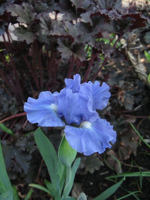 Iris d'Allemagne, Iris barbu Iris germanica Tanzanite