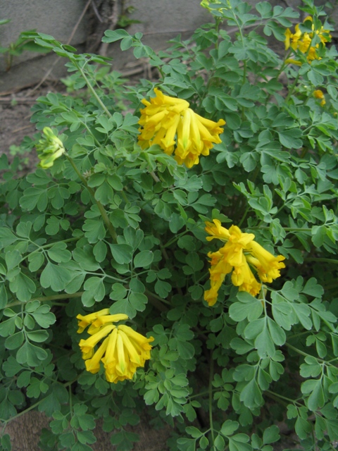 Corydale, Corydale jaune, Corydalis lutea 