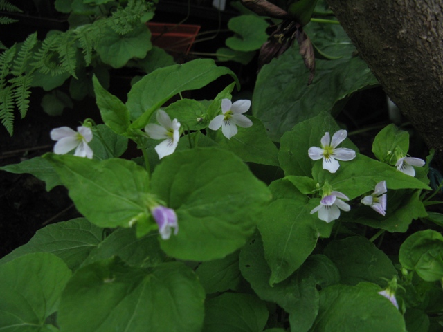 Pens&eacute;e, violette, Violette du Canada, Viola canadensis 
