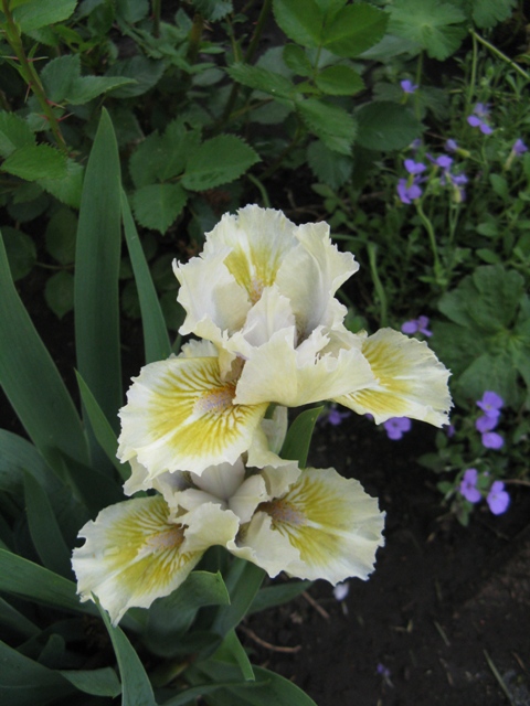 Iris d'Allemagne, Iris barbu Iris germanica Leprechaun Purse