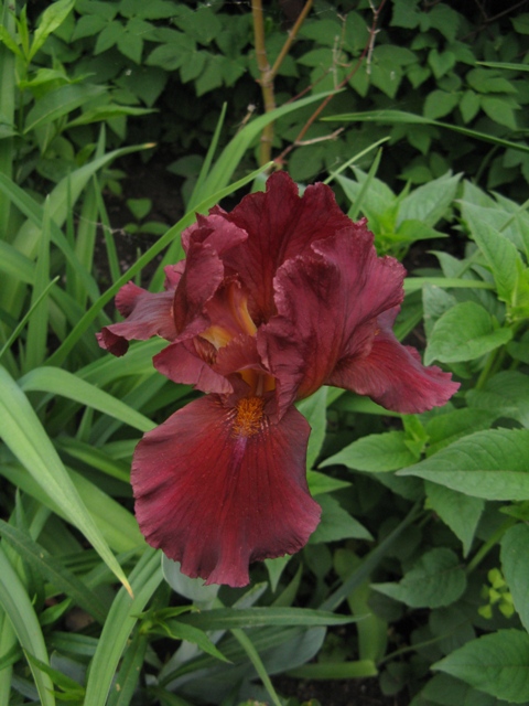 Iris d'Allemagne, Iris barbu Iris germanica Red Singer