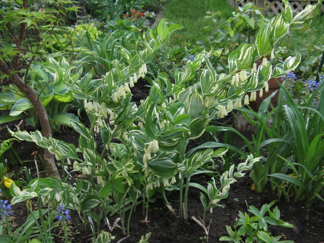 Sceaux de Salomon, (Polygonatum multiflorum × Polygonatum odoratum), Polygonatum ×hybridum 'Grace Barker'