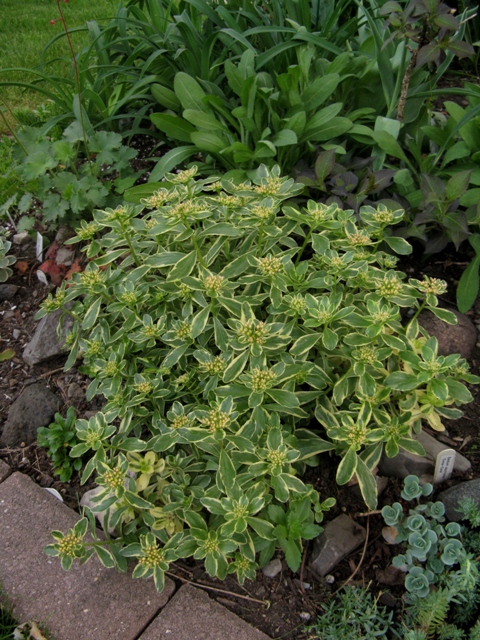 Orpin, sédum Sedum kamtschaticum variegatum